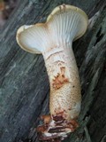 Neolentinus lepideus image