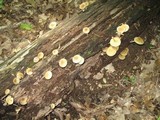 Pholiota veris image