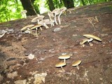Pholiota veris image