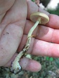 Pholiota veris image