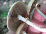 Pholiota veris image