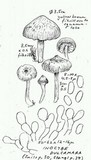 Inocybe dulcamara image
