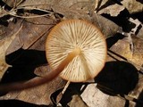 Marasmius sullivantii image