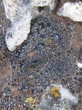 Toninia aromatica image