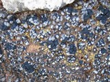 Toninia aromatica image