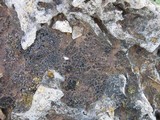 Toninia aromatica image