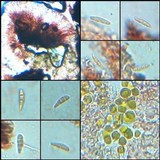 Toninia aromatica image
