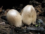 Coprinopsis romagnesiana image