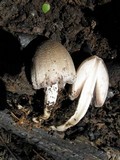 Coprinopsis romagnesiana image