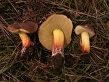 Boletus chrysenteron image