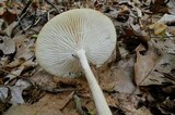 Xerula furfuracea image