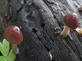 Bolbitius psittacinus image