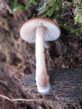 Bolbitius psittacinus image