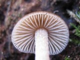 Bolbitius psittacinus image