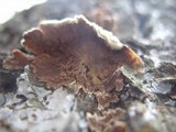 Trichaptum abietinum image