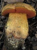 Boletus luridus image