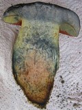 Boletus luridus image