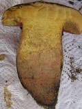 Boletus luridus image