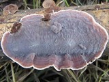 Xylobolus illudens image