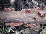 Xylobolus illudens image