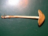 Marasmius oreades image