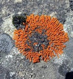 Xanthoria elegans image