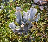 Peltigera rufescens image