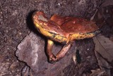 Pulchroboletus rubricitrinus image