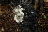 Kretzschmaria deusta image