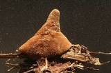 Peziza nivalis image