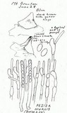 Peziza nivalis image