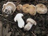 Calocybe gambosa image