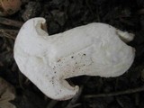 Calocybe gambosa image