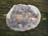 Bjerkandera fumosa image