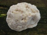 Bjerkandera fumosa image