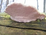 Bjerkandera fumosa image