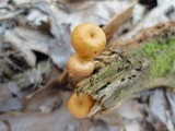 Xeromphalina kauffmanii image