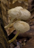 Filoboletus manipularis image