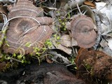 Coltricia perennis image