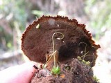 Coltricia perennis image