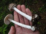 Amanita porphyria image
