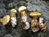 Squamanita umbonata image