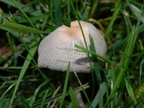 Parasola plicatilis image