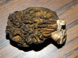 Verpa bohemica image