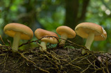 Lentinula lateritia image