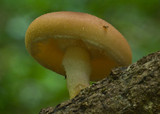 Lentinula lateritia image