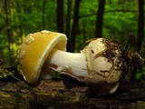 Amanita praecox image