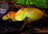 Xeromphalina tenuipes image