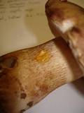 Tylopilus felleus image