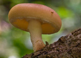 Lentinula lateritia image